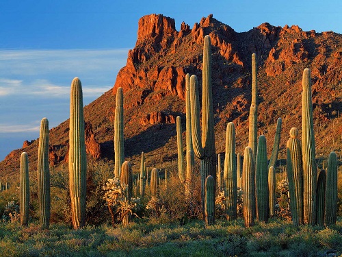 Arizona - Saguaro Cactus