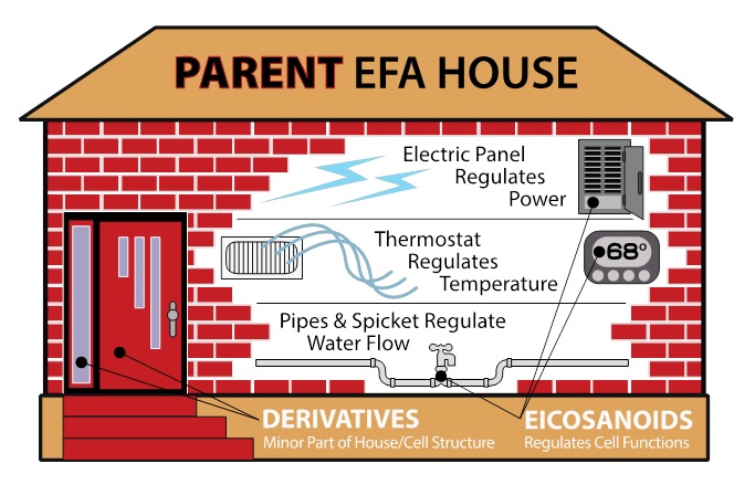 Article - Parent EFA House