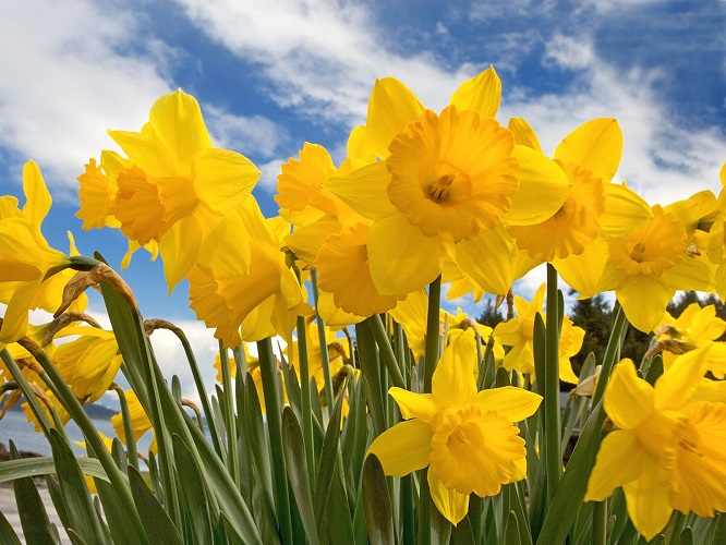 Photo - Daffodils