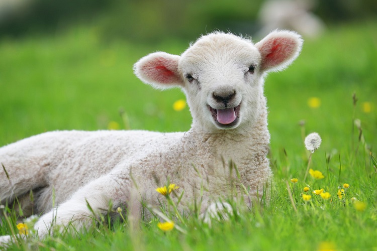 Photo - Lamb in Springtime